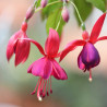 Lavaglut (Fuchsie)