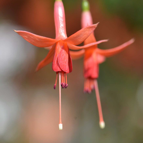 Golden Glos Fuchsie (Fuchsie)