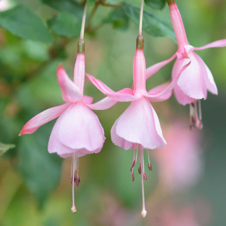 Fakko's Kantrintje Fuchsie (šl. F. Martena,NL, 2002)