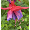 Barbara Karlich Fuchsie