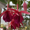 Mama Lidia Fuchsie 