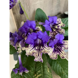 Streptocarpus- Tořivka, modro žlutá s krajkou