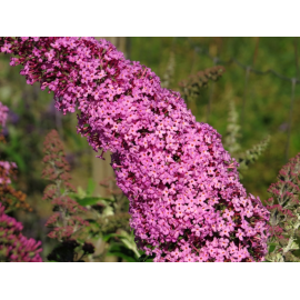 Buddleja Dav. Delight (Komule,Letní šeřík, Motýlí keř)