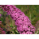 Buddleja Dav. Delight (Komule,Letní šeřík, Motýlí keř)