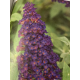 Buddleja cultivars, Motýlí keř, Letní šeřík miniaturní, modrý