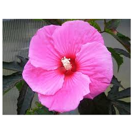 Ibišek bahenní-Hibiscus x moscheutos Plum Crasy,růžovofialový