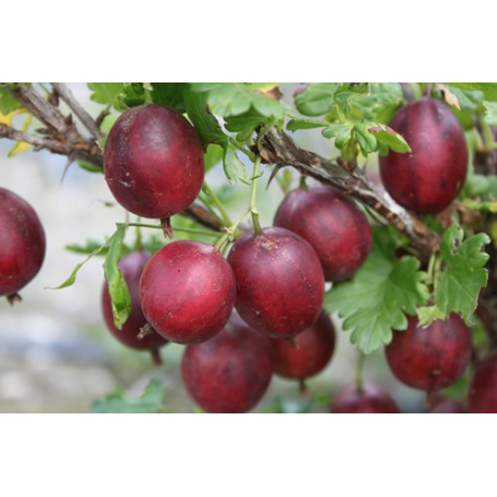 Angrešt (Srstka) Criosa Darling, červený