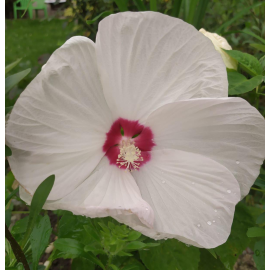 Ibišek bahenní-Hibiscus x moscheutos- bílý - Luna white