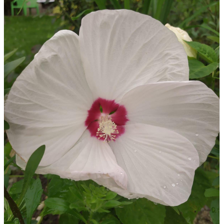 Ibišek bahenní-Hibiscus x moscheutos- bílý