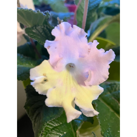 Streptocarpus, Tořivka růžová se žlutou