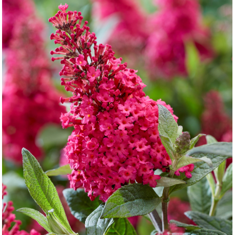 Buddleja Dav. Komule, motýlí keř. Butterfly Candy