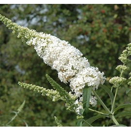 Buddleja Dav. White Profusion