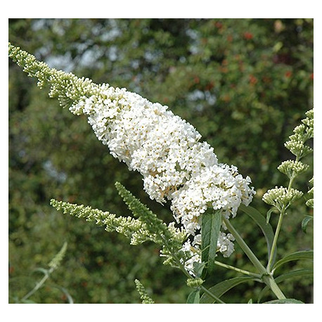 Buddleja Dav. White Profusion