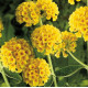 Buddleja Weyeriana Sungold