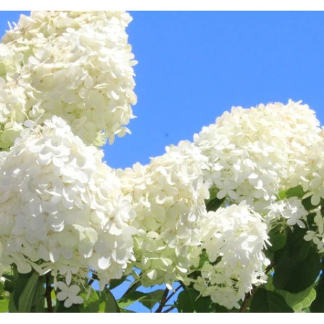 Hydrangea Candy Blue