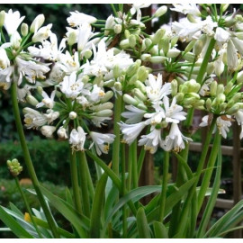 Agapanthus africanus, double diamont- bílý plnokvětý