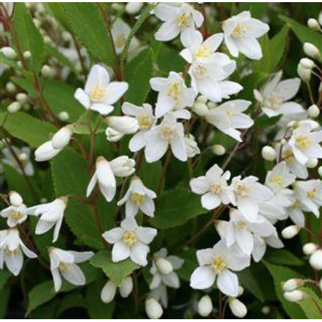 Trojpuk (Deutzia Gracilis Nikko)