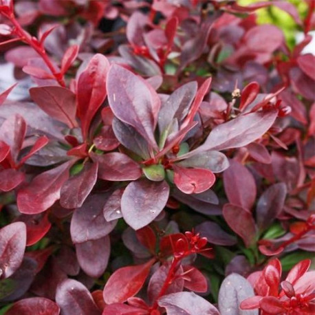 Berberis Thunbergii Red Chief