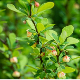 Berberis Thunbergii Erecta