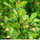 Berberis Thunbergii Erecta