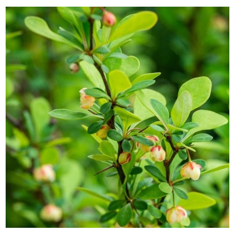 Berberis Thunbergii Erecta