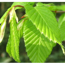 Habr obecný (Carpinus Betulus)