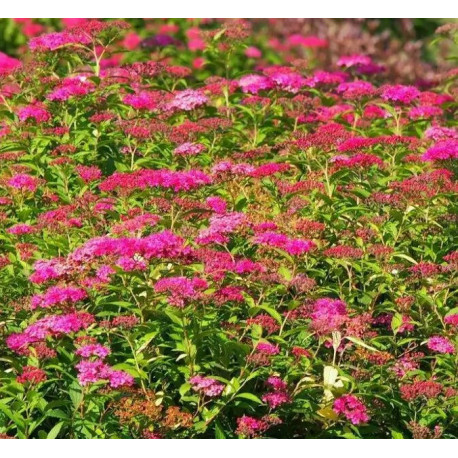 Tavolník (Spiraea  Anthony Waterer)