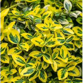 Brslen (Euonymus Fort. Merald Gold)