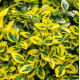 Brslen (Euonymus Fort. Merald Gold)