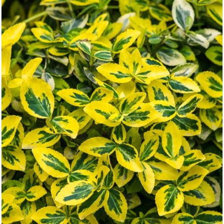 Brslen (Euonymus Fort. Merald Gold)