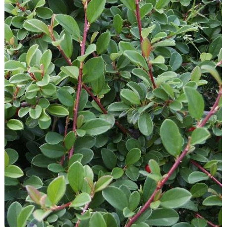 Cotoneaster Congestus (skalník)