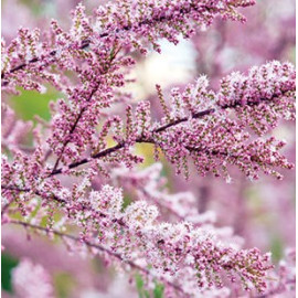 Tamaryšek (Tamarix parviflora)