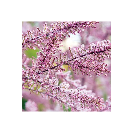Tamaryšek (Tamarix parviflora)