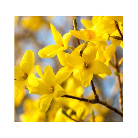 Zlatice (Forsythia Int. Lynwood)