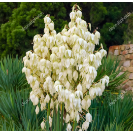 Yucca Filamentosa- Juka vláknitá