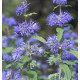 Ořechokřídlec (Caryopteris Cl. Heavenly Blue)