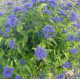 Ořechokřídlec (Caryopteris Cl. Heavenly Blue)