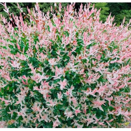 Salix interga Hakuro-nishiki- vrba celolistá