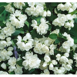 Philadelphus Virginal (Pustoryl)