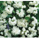 Philadelphus Virginal (Pustoryl)