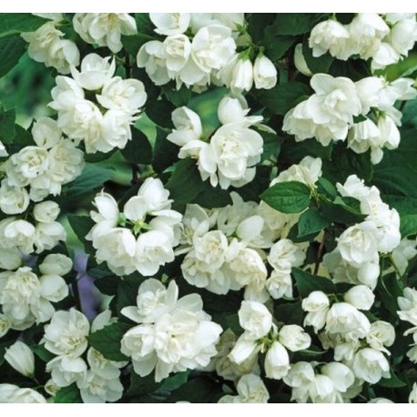 Philadelphus Virginal (Pustoryl)