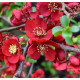 Kdoulovec (Chaenomeles Spec. Simonii)