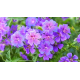 Geranium Hybridum Azure Rush- Kakost