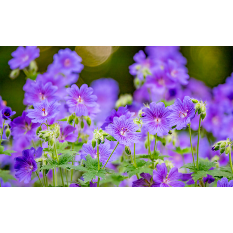 Geranium Hybridum Azure Rush- Kakost