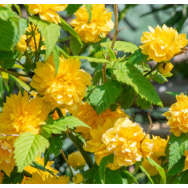 Zákula (Kerria Japonica)