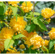 Zákula (Kerria Japonica)