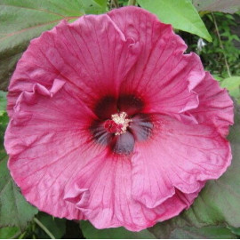 Ibišek bahenní-Hibiscus x moscheutos Plum Crasy,růžovofialový