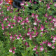 salvia greggii Mirage™ Rose Bicolour- šalvěj růžovo bílá