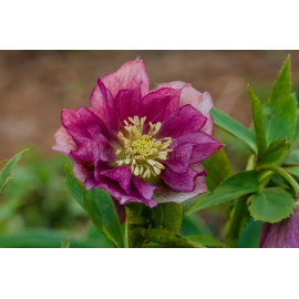 Čemeřice- Helleborus Double Ellen Flash