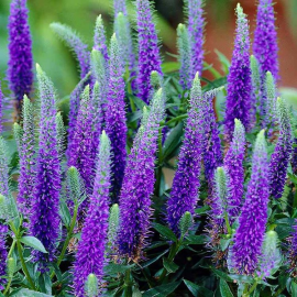 Veronica Spicata Blue Bouquet